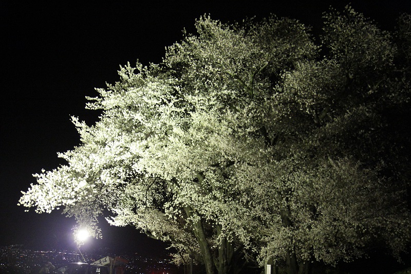 山梨県笛吹市八代町ふるさと公園の夜桜前景