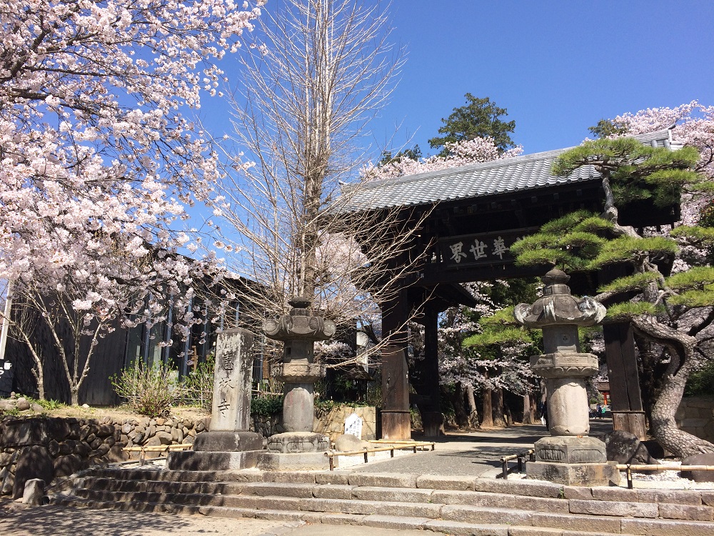 恵林寺山門の桜