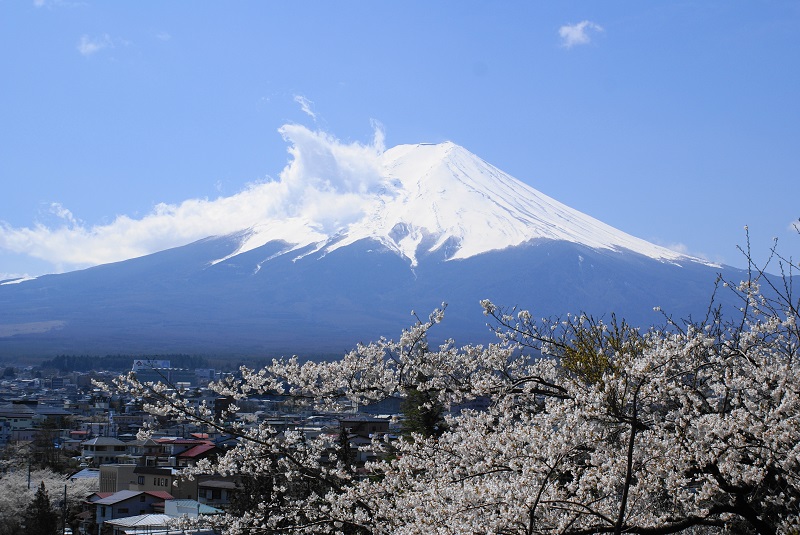 新倉富士浅間神社からの富士山と桜
