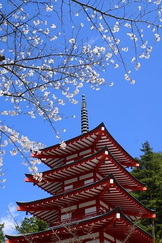 新倉富士浅間神社の忠霊等と桜