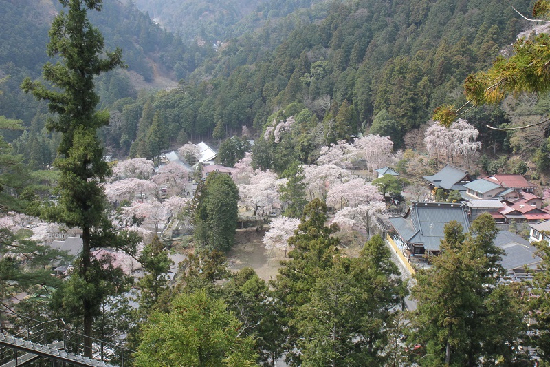 身延山久遠寺境内から見た西谷の桜