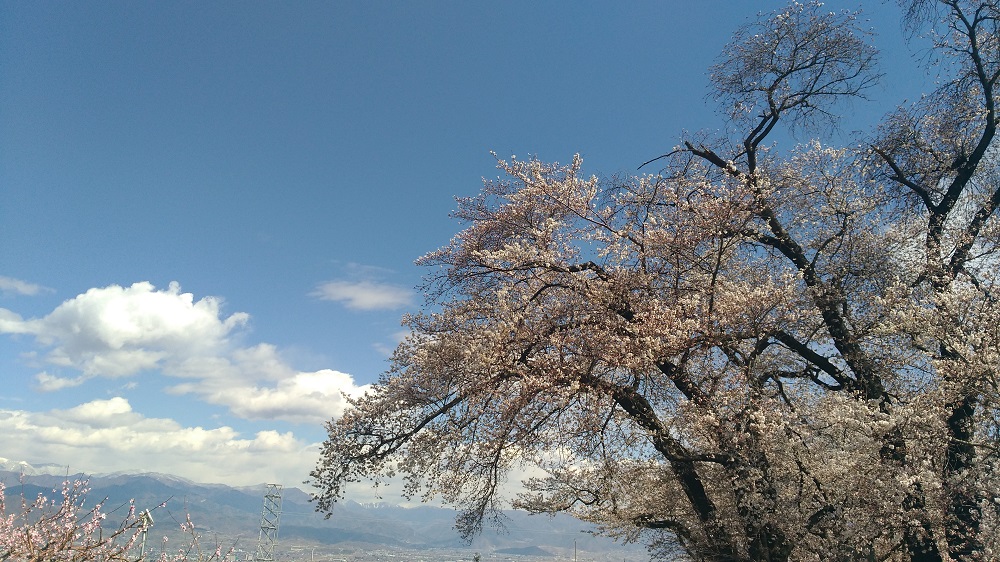 八代ふるさと公園の桜開花状況2019年4月1日