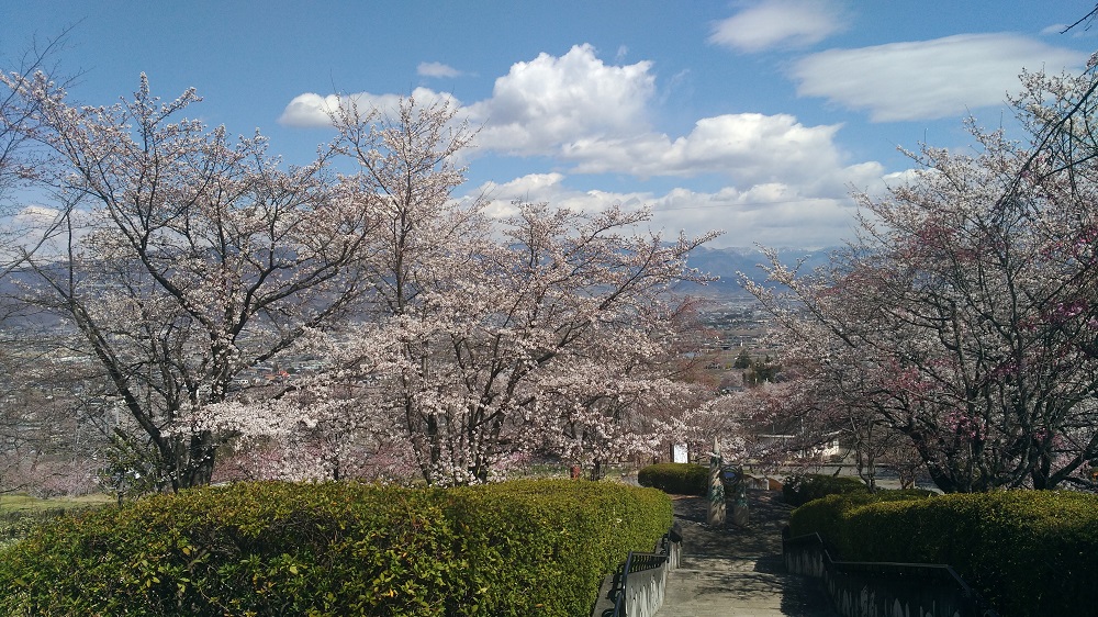 八代ふるさと公園の桜開花状況2019年4月1日2