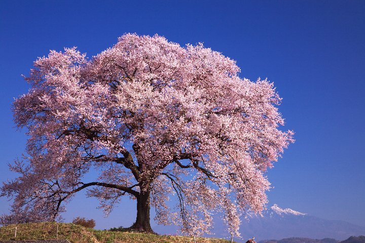山梨県韮崎市にある「わに塚の桜」