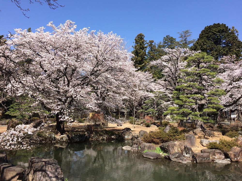 恵林寺庭園の桜