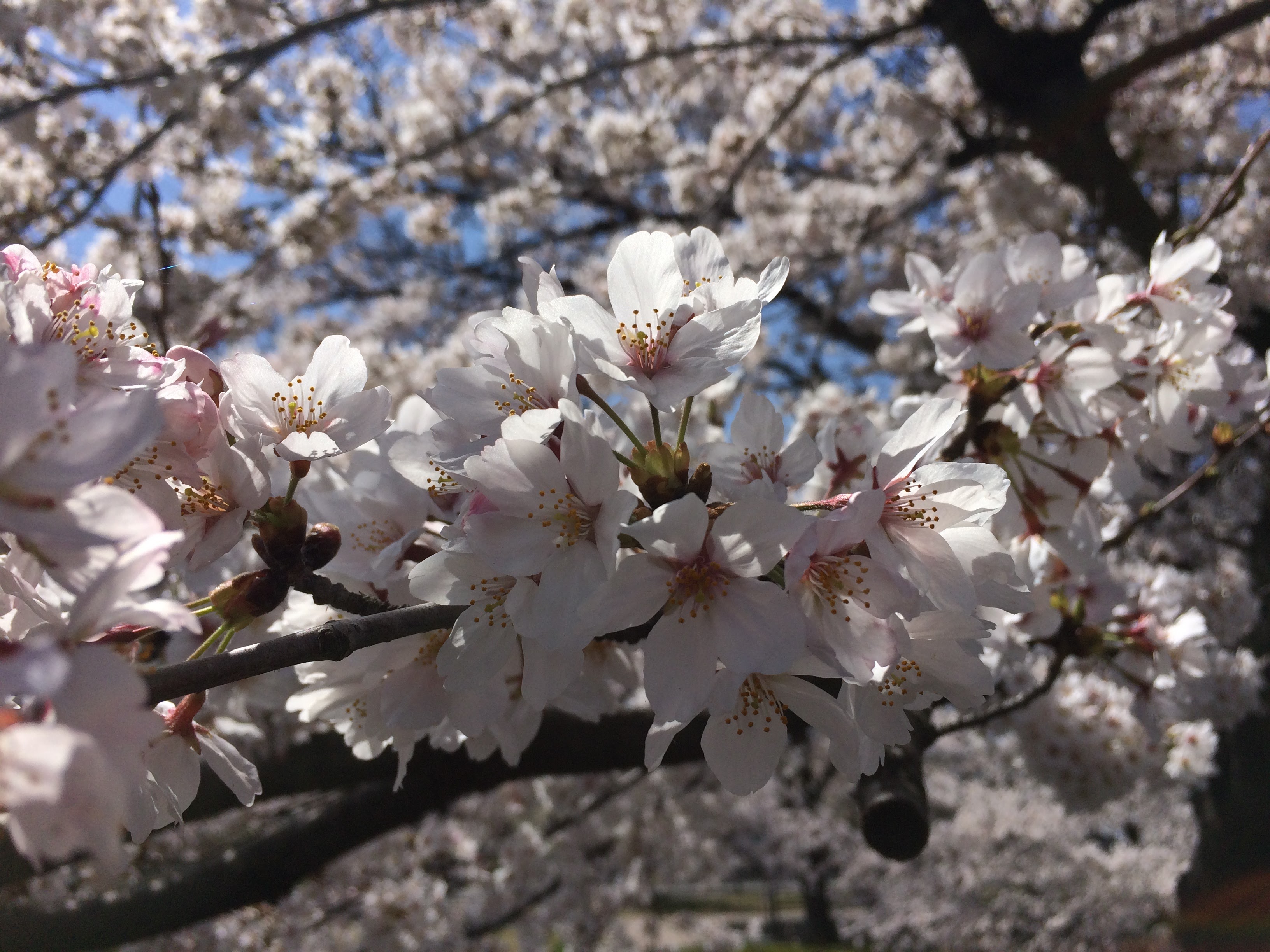 山梨県富士川町の大法師公園の桜