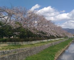 小瀬スポーツ公園の桜開花状況2019年4月1日