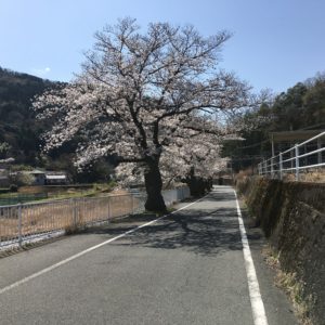 甲斐常葉駅の桜