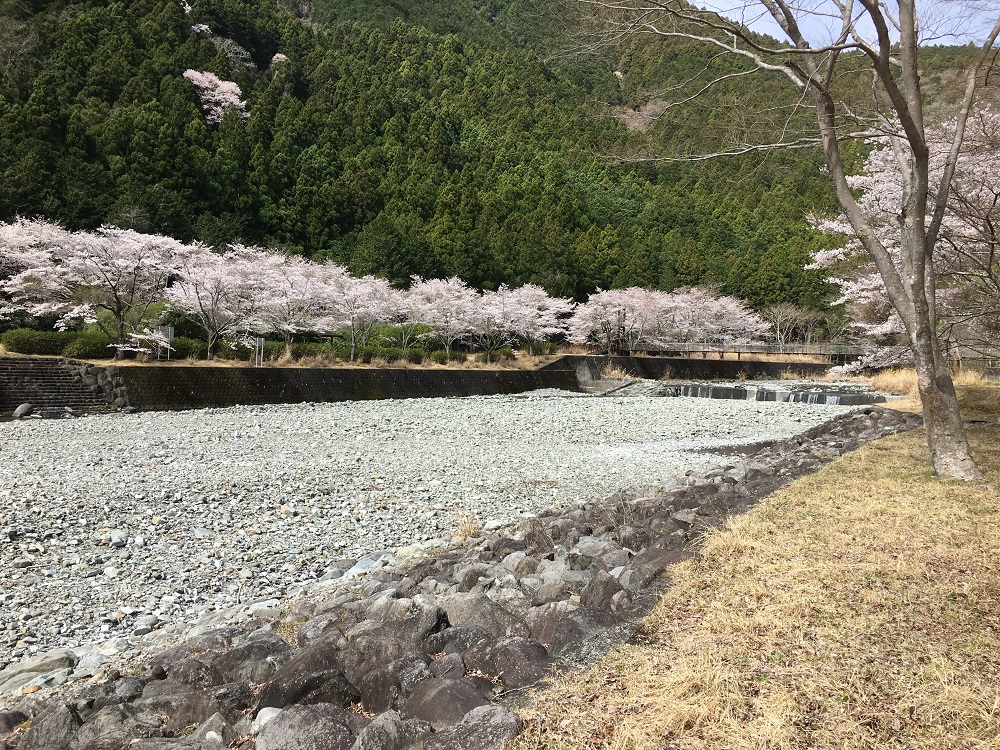 佐野川公園の桜
