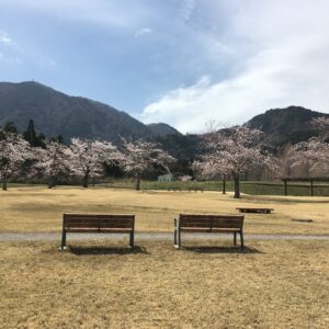 富士川クラフトパーク桜と椅子