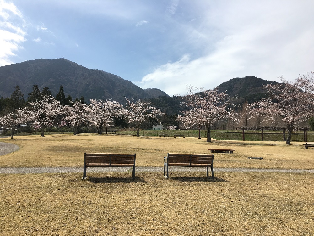 富士川クラフトパーク2024年桜祭り