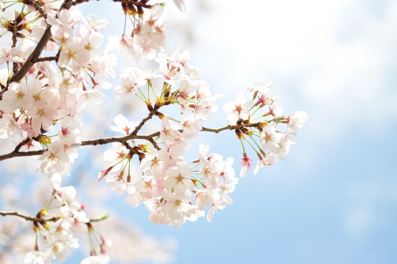大法師公園2024年桜祭り