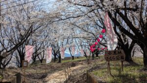 小黒坂さくら公園桜祭り