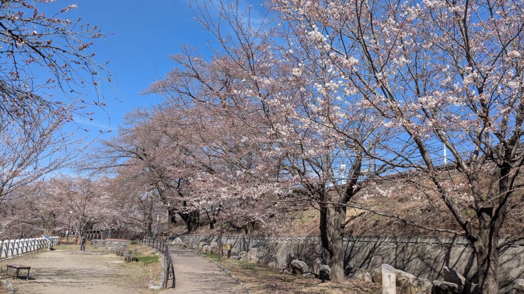 甚六桜2026年3月24日