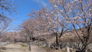 甚六桜2026年3月24日