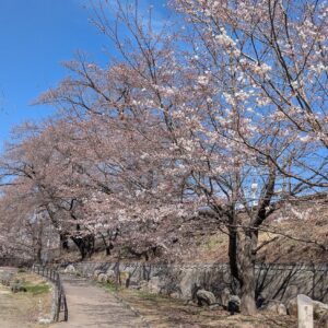 甚六桜2026年3月24日